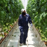 A greenhouse worker inspects tomato plants in Zacatecas.