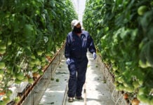 A greenhouse worker inspects tomato plants in Zacatecas.