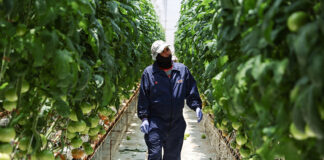 A greenhouse worker inspects tomato plants in Zacatecas.