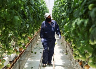 A greenhouse worker inspects tomato plants in Zacatecas.