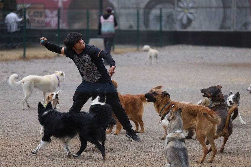 A young male dogwalker in jeans, sneakers and a tee shirt in a dog park in Mexico City, preparing to throw a blue ball to the nine dogs in his charge to chase.