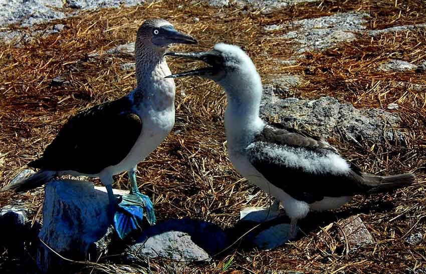 Blue-footed boobies