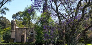 Museo Dolores Olmedo