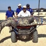 crocodile being removed from beach