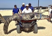 crocodile being removed from beach