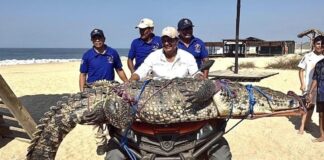 crocodile being removed from beach