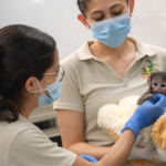 baby monkey at Guadalajara Zoo