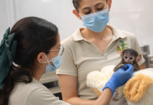 baby monkey at Guadalajara Zoo