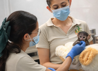 baby monkey at Guadalajara Zoo