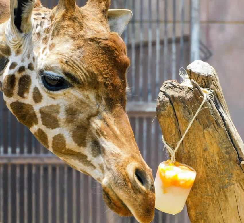 giraffe licking on icy treat