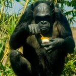 gorilla with popsicle