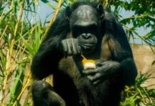 gorilla with popsicle