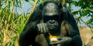 gorilla with popsicle