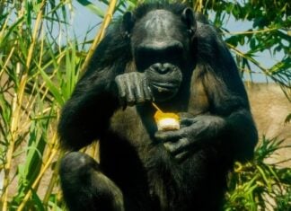 gorilla with popsicle