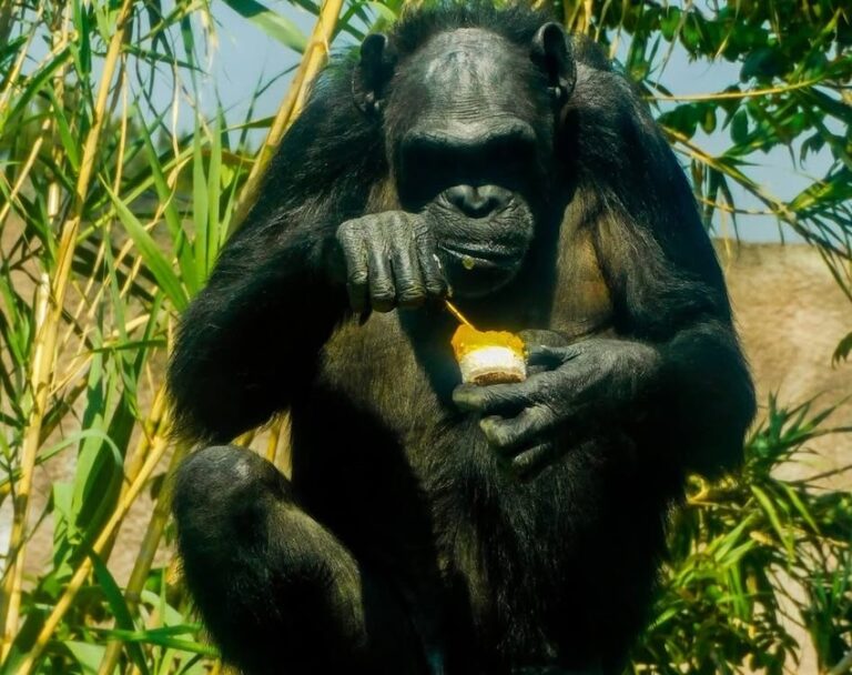 Zoo animals beat the Mexico City heat with personalized popsicles