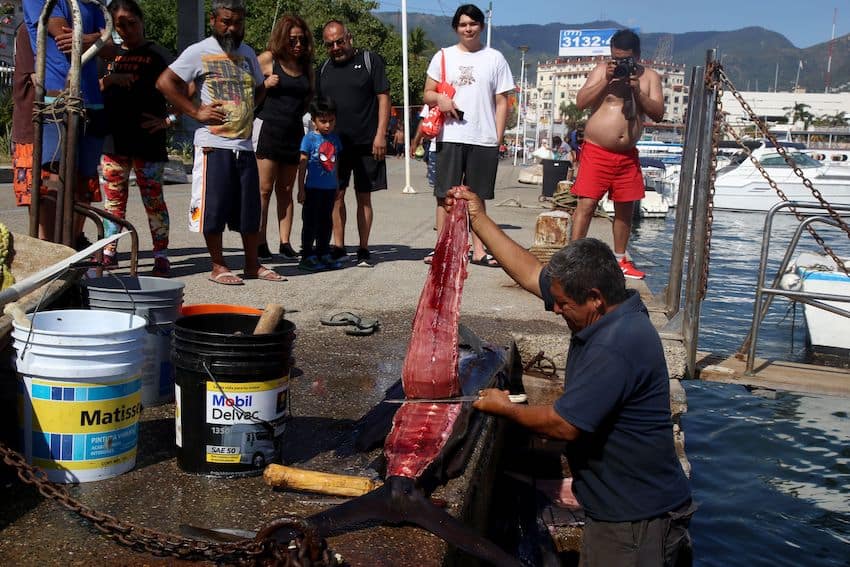 Turistas se entretienen viendo a un pescador con un pez vela recién capturado