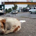 street dog curled up next to a mexican road in morelos