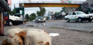 street dog curled up next to a mexican road in morelos