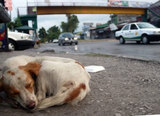 street dog curled up next to a mexican road in morelos