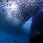 protect Cabo Pulmo, underwater sanctuary