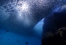protect Cabo Pulmo, underwater sanctuary