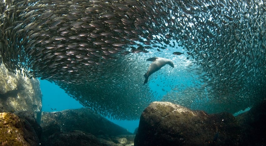 Cabo Pulmo marine life