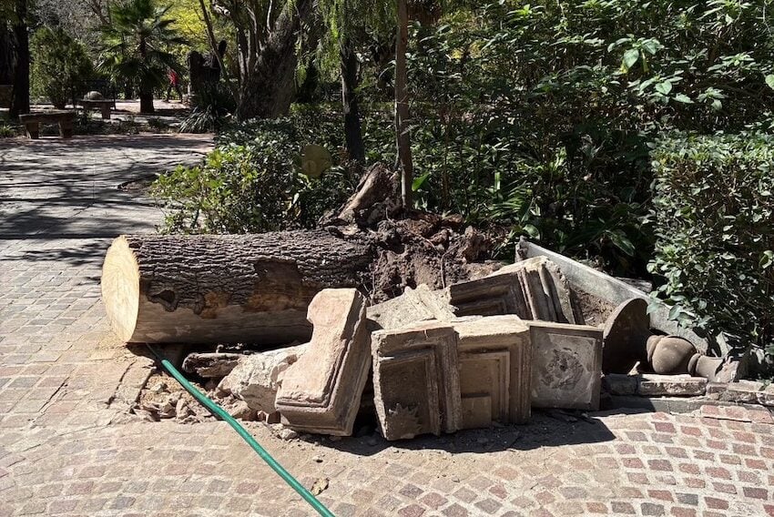 A fallen tree in Parque Juarez