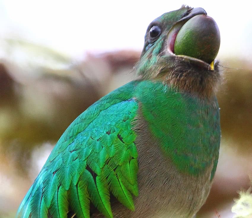 Resplendent quetzal eating an entire avocado