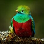 The resplendent quetzal