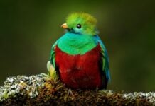 The resplendent quetzal