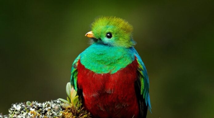The resplendent quetzal