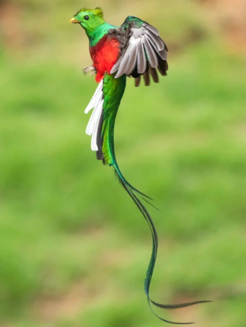 Resplendent quetzal in flight
