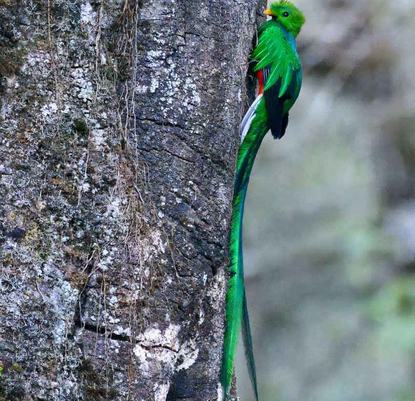 Resplendent quetzal