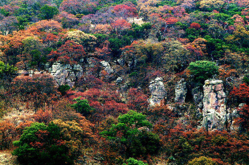 The fall colors of trees in the climbing mountains of Sierra Fría in Aguascalientes, Mexico.