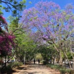 A sun-drenched, tree-lined walking path in the Guadalajara, Mexico, suburb of Zapopan. It's lined with blooming purple jacaranda trees and magenta bougainvillea under a clear blue sky. Cyclists are in the distance.