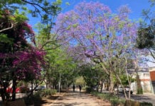 A sun-drenched, tree-lined walking path in the Guadalajara, Mexico, suburb of Zapopan. It's lined with blooming purple jacaranda trees and magenta bougainvillea under a clear blue sky. Cyclists are in the distance.