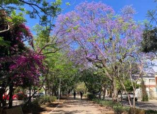 A sun-drenched, tree-lined walking path in the Guadalajara, Mexico, suburb of Zapopan. It's lined with blooming purple jacaranda trees and magenta bougainvillea under a clear blue sky. Cyclists are in the distance.