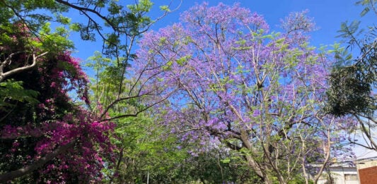 A sun-drenched, tree-lined walking path in the Guadalajara, Mexico, suburb of Zapopan. It's lined with blooming purple jacaranda trees and magenta bougainvillea under a clear blue sky. Cyclists are in the distance.