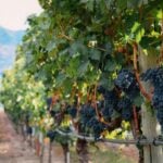 wine grapes growing in Guanajuato