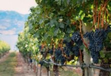 wine grapes growing in Guanajuato