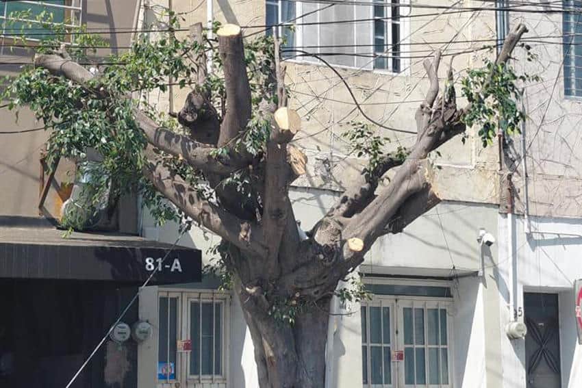 A highly pruned tree in front of an apartment building in Zapopan, Jalisco, part of the Guadalajara metropolitan area.