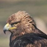 golden eagle