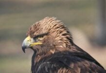 golden eagle