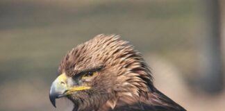 golden eagle