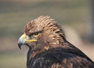 golden eagle