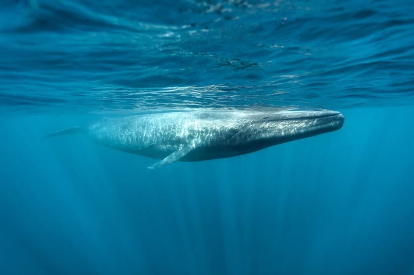 Blue whale