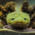 A Lake Pátzcuaro salamander, or achoque