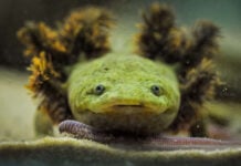 A Lake Pátzcuaro salamander, or achoque
