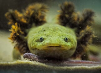 A Lake Pátzcuaro salamander, or achoque