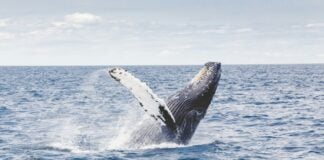 whale